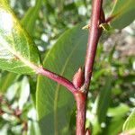 Salix laevigata Bark