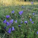 Campanula rotundifoliaFlor