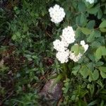 Spiraea × vanhouttei Лист