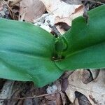 Galearis spectabilis Blomma