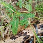 Phyllanthus niruri 葉