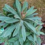 Euphorbia martinae