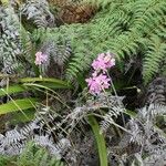 Spathoglottis unguiculata Habit