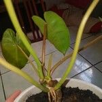 Philodendron burle-marxii Levél