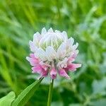 Trifolium hybridum花