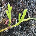 Lycopodium clavatum Leaf