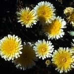 Malacothrix glabrata Flower