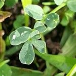 Hippocrepis biflora Leaf