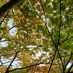 Acer cissifolium Folha