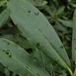 Rhododendron ponticum Leaf