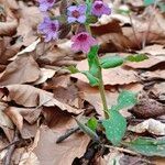 Pulmonaria officinalis फूल