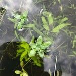 Callitriche brutia Leaf