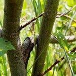 Salix breviserrata Ekosanga