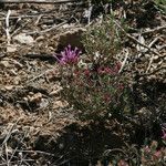 Thymus longiflorus Flower