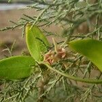 Pentatropis nivalis Flower