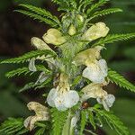 Pedicularis foliosa Kvet