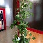 Epipremnum aureum Hoja