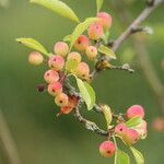 Malus toringoides ফল