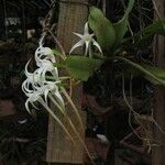 Cyrtorchis chailluana Flower