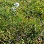 Eriophorum latifolium عادت داشتن