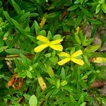 Hypericum hypericoides Листок