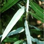 Salix caroliniana Leaf