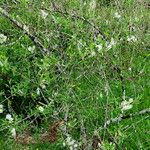 Aloysia gratissima Habitatea