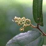 Microcos schmitzii Blatt