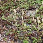 Lycopodium clavatum Elinympäristö