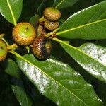 Quercus benthamii