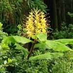 Hedychium gardnerianumKukka