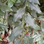 Sarcococca ruscifolia Foglia