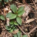 Stellaria pubera Leaf