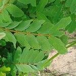 Platysepalum vanderystii Leaf