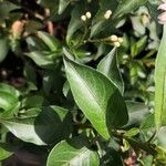 Solanum laxum Leaf