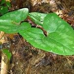 Hexastylis arifolia Lehti