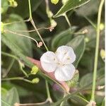 Gibasis pellucida Flower