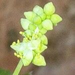 Mercurialis huetii Flower