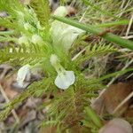 Pedicularis foliosa Lapas