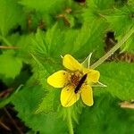 Geum macrophyllum Квітка