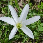 Zephyranthes atamasco Fleur