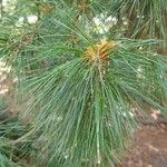 Pinus peuce Лист