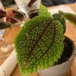 Pilea involucrataBlad