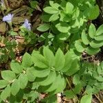 Polemonium reptans ᱥᱟᱠᱟᱢ