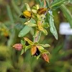 Hypericum kalmianum Fruto