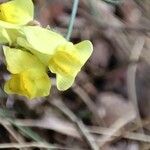 Linaria multicaulis 花