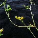 Corydalis caseana عادت داشتن