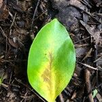 Rhodocactus grandifolius Leaf