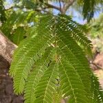 Albizia julibrissinFulla