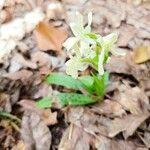 Orchis provincialis Bloem